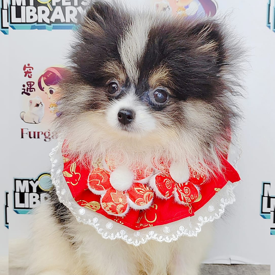 Teacup Pomeranian Puppy (Male) For Sale