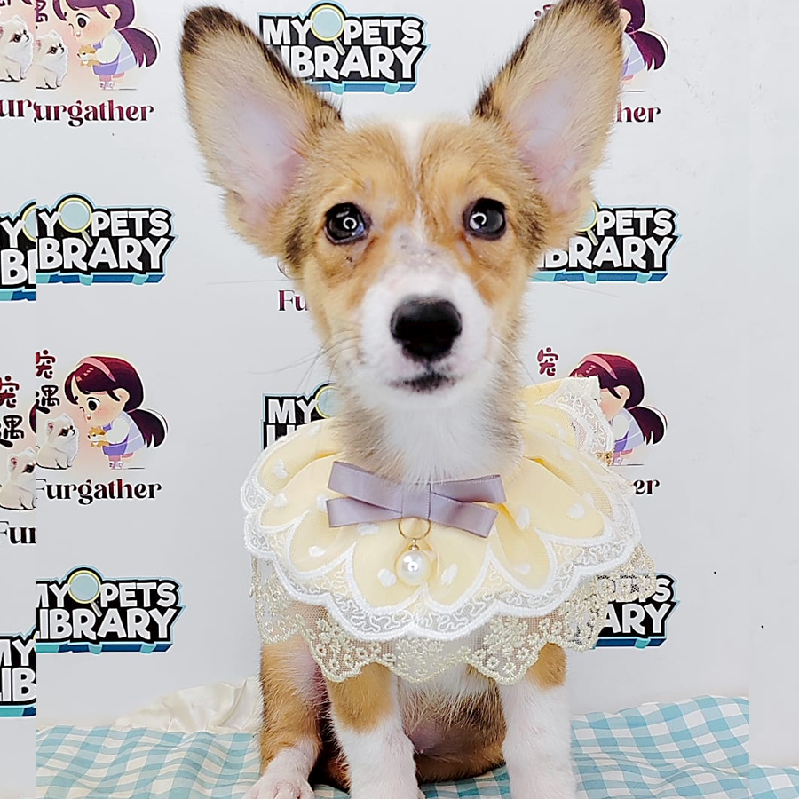 Short Coat Corgi Puppy (Male) For Sale