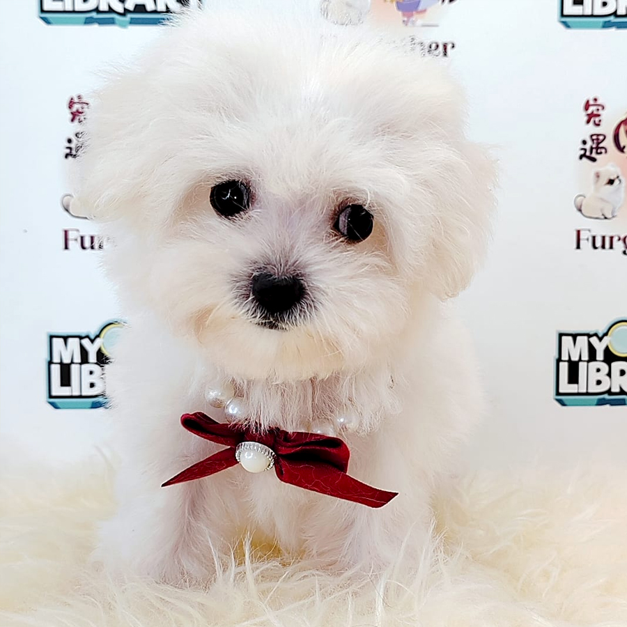 Bichon Puppy (Female) For Sale