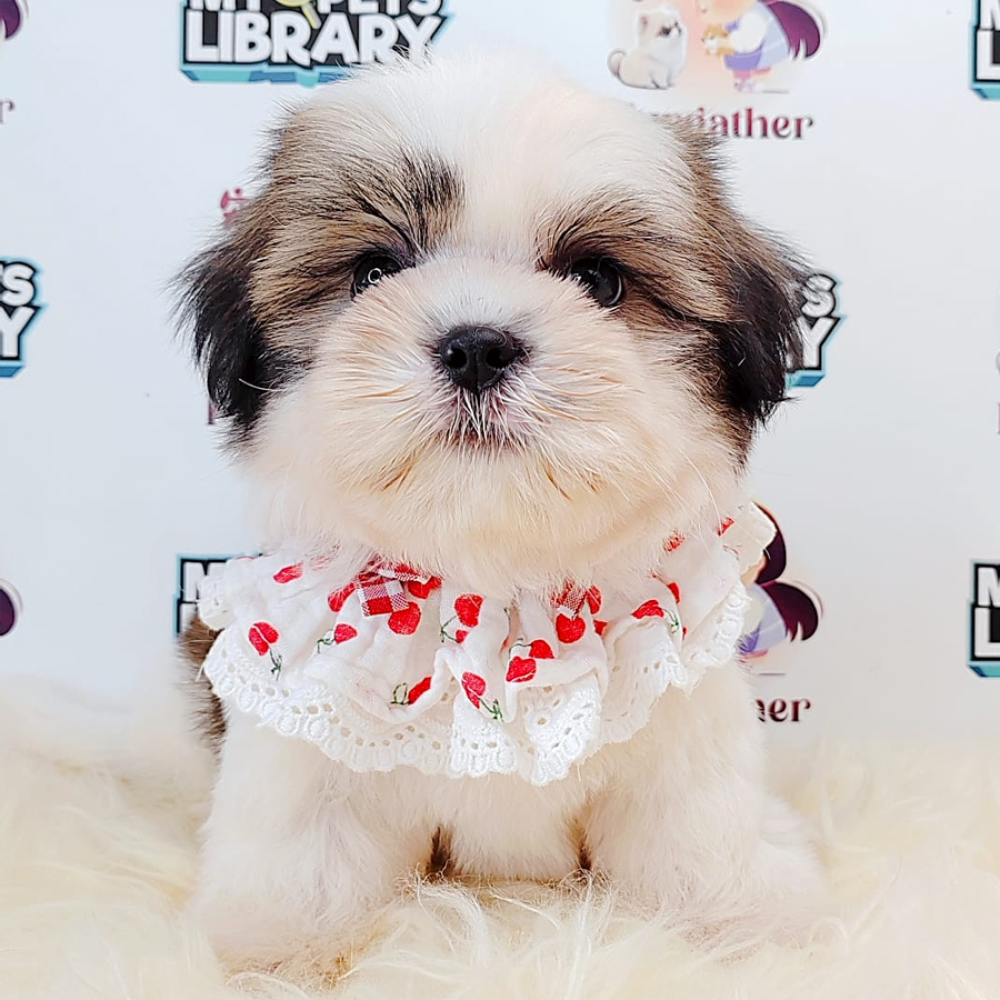 Shih Tzu Puppy (Female) For Sale