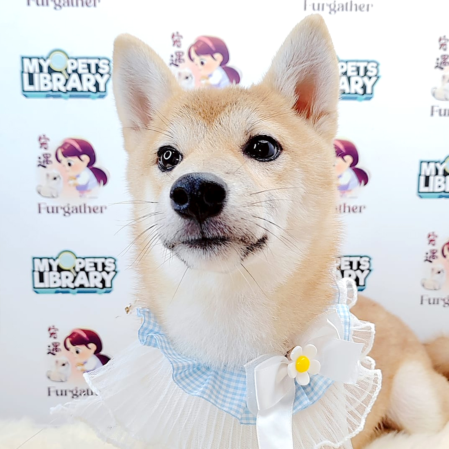 Shiba Inu Puppy (Male) For Sale