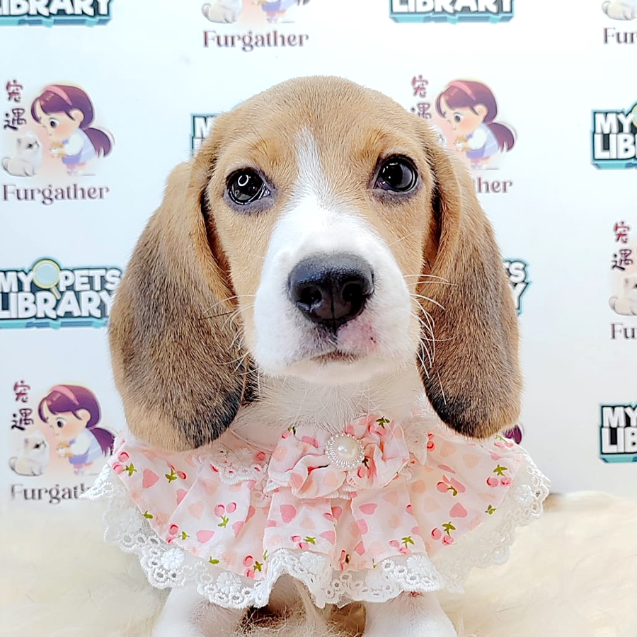 Beagle Puppy (Female) For Sale