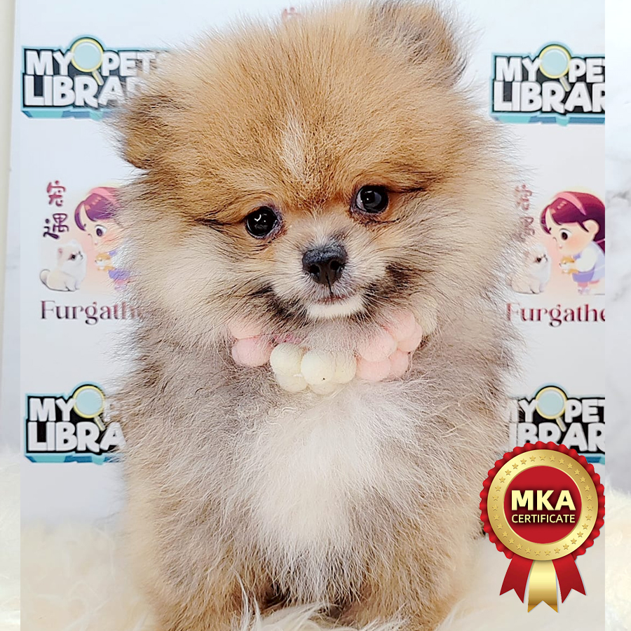 MKA Pomeranian Puppy (Male) For Sale