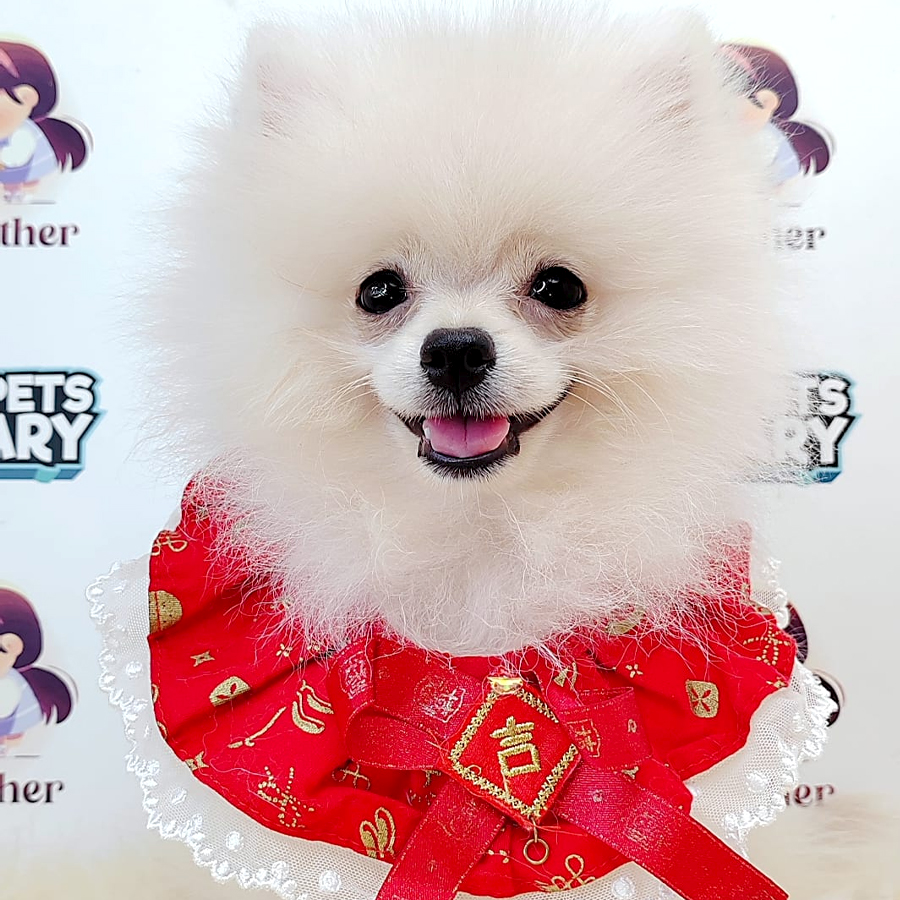 Pomeranian Puppy (Male) For Sale
