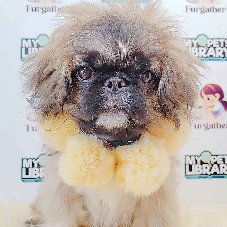 Pekingese Puppy (Male) For Sale