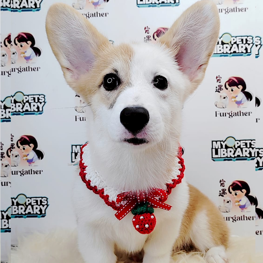 Short Coat Corgi Puppy (Female) For Sale