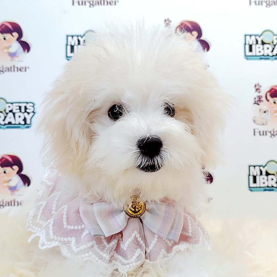Maltipoo Puppy (Male) For Sale