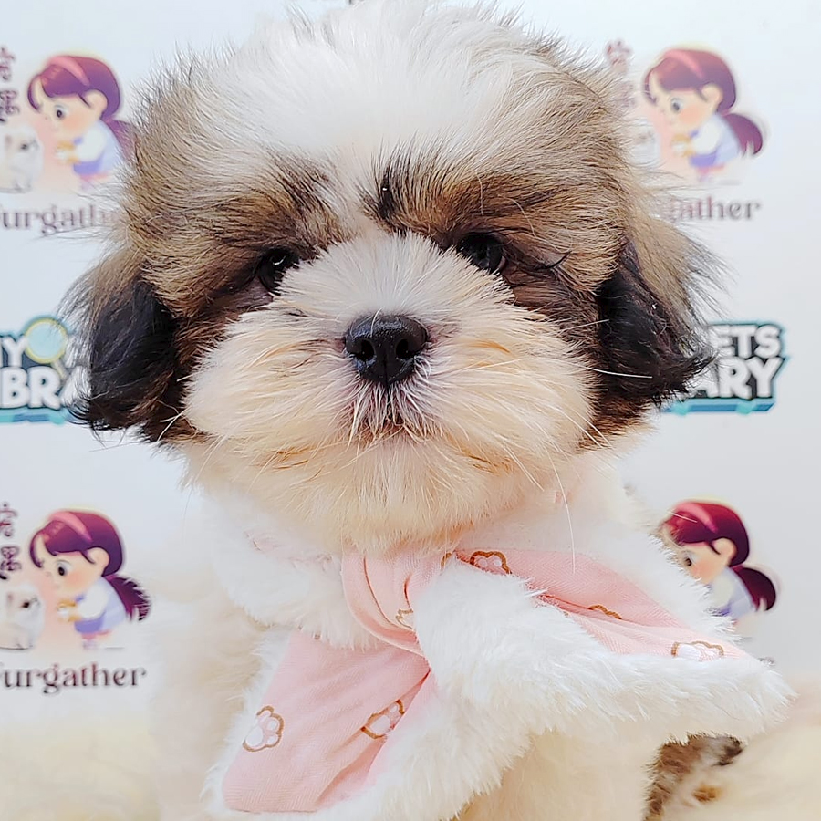 Shih Tzu Puppy (Male) For Sale