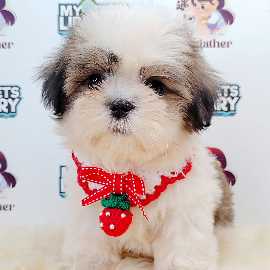 Shih Tzu Puppy (Female) For Sale