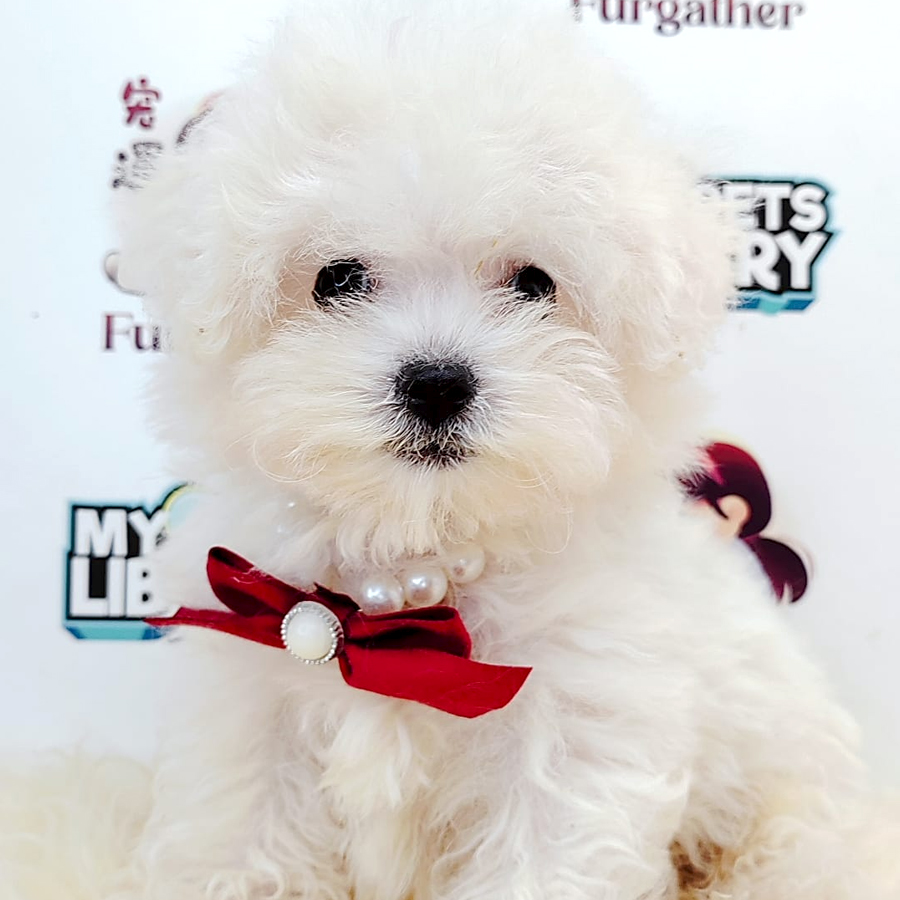 Bichon Puppy (Male) For Sale
