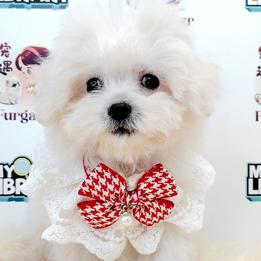 Bichon Puppy (Female) For Sale