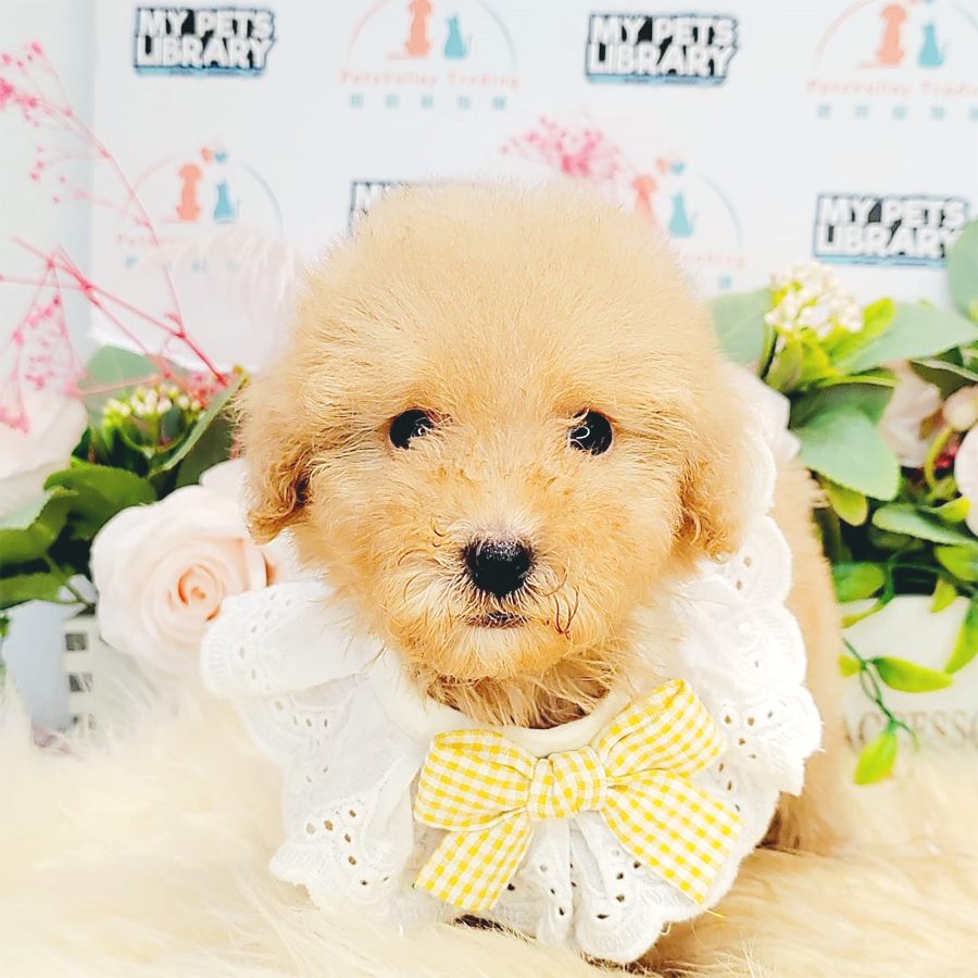 Maltipoo Puppy (Male) For Sale