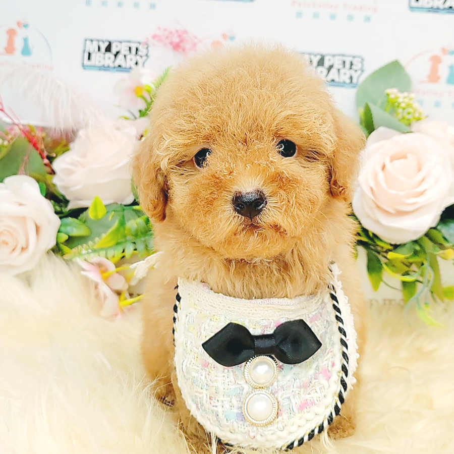 Maltipoo Puppy (Male) For Sale