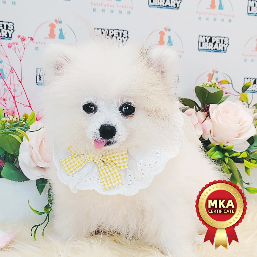 MKA Pomeranian Puppy (Female) For Sale