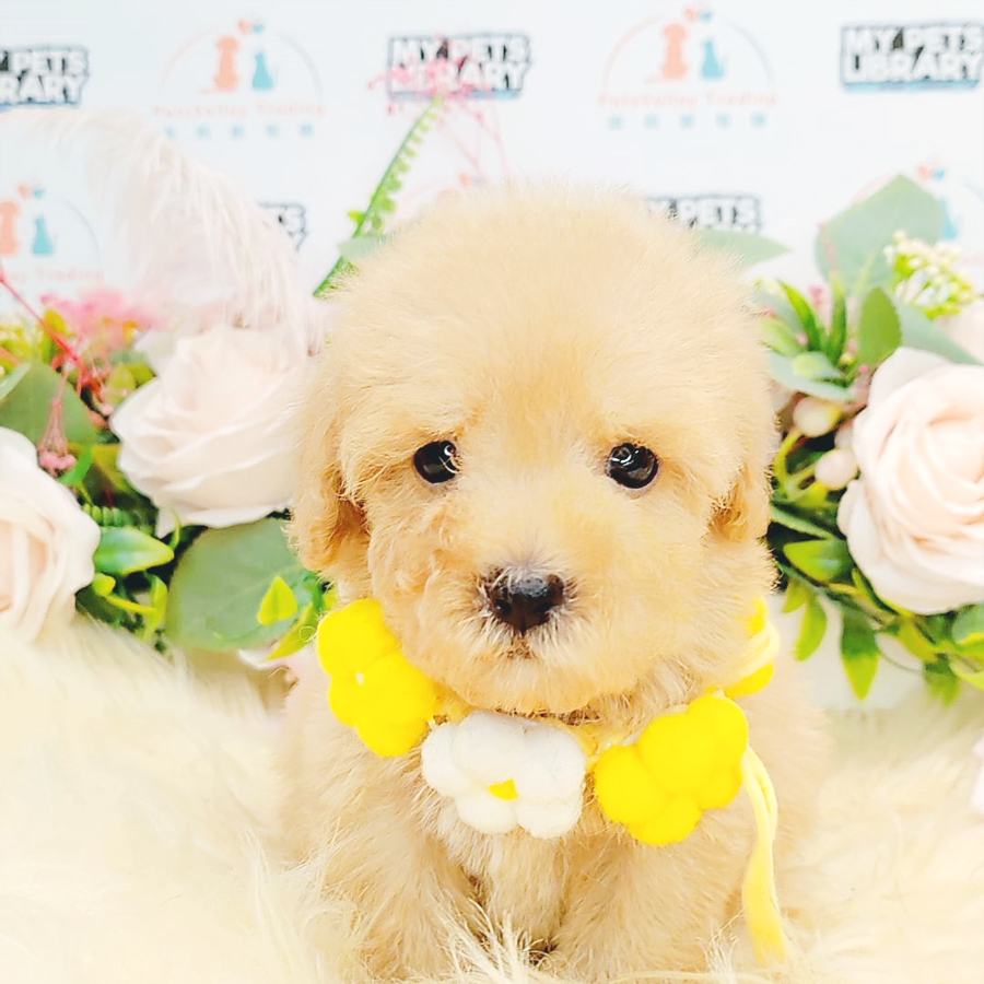 Tiny Poodle Puppy (Male) For Sale