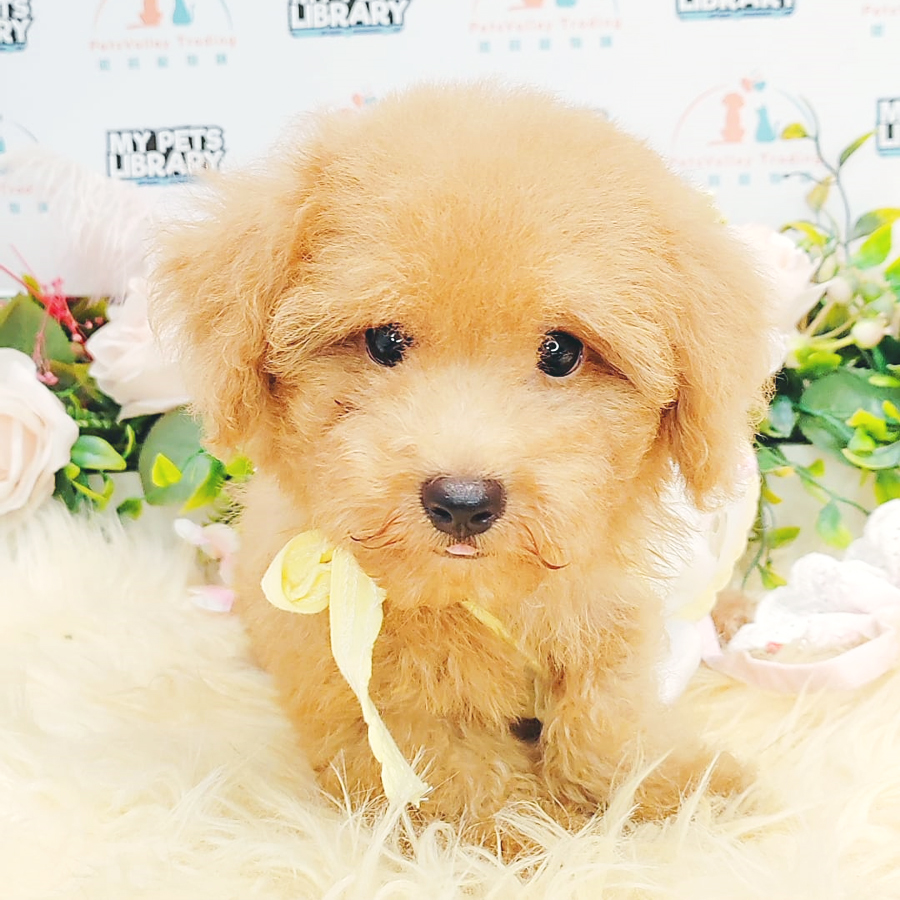 Tiny Poodle Puppy (Male) For Sale