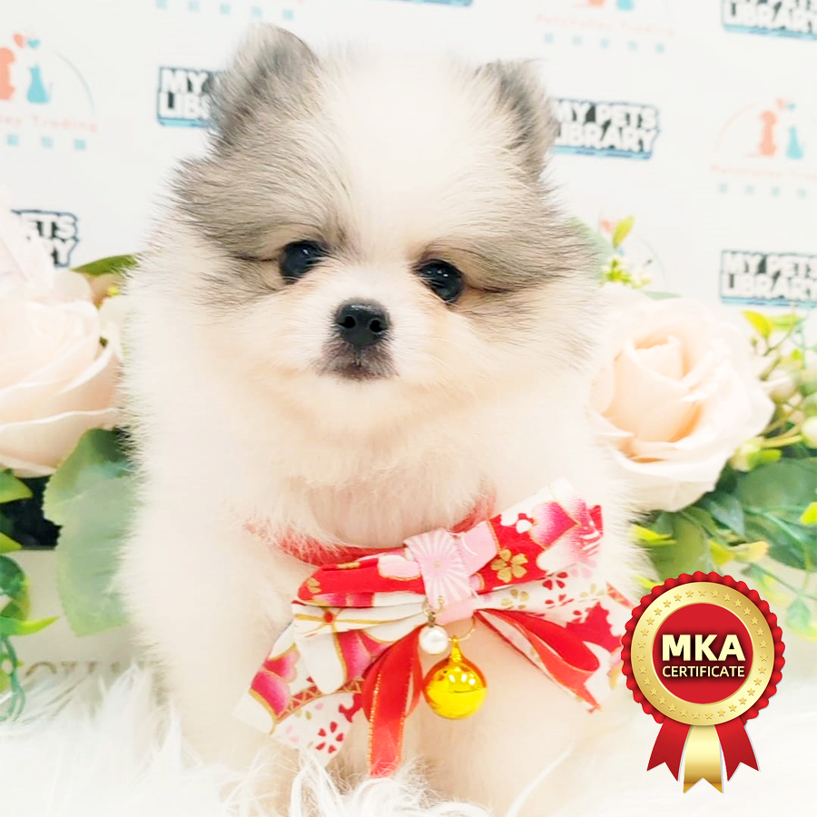 MKA Tiny Pomeranian Puppy (Male) For Sale