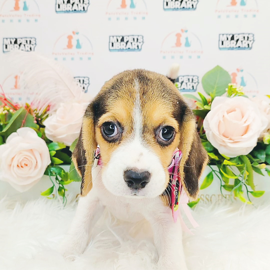 Beagle Puppy (Female) For Sale