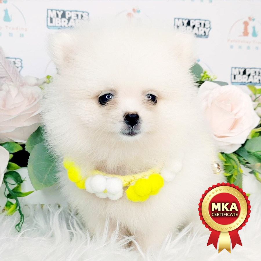 MKA Tiny Pomeranian Puppy (Female) For Sale