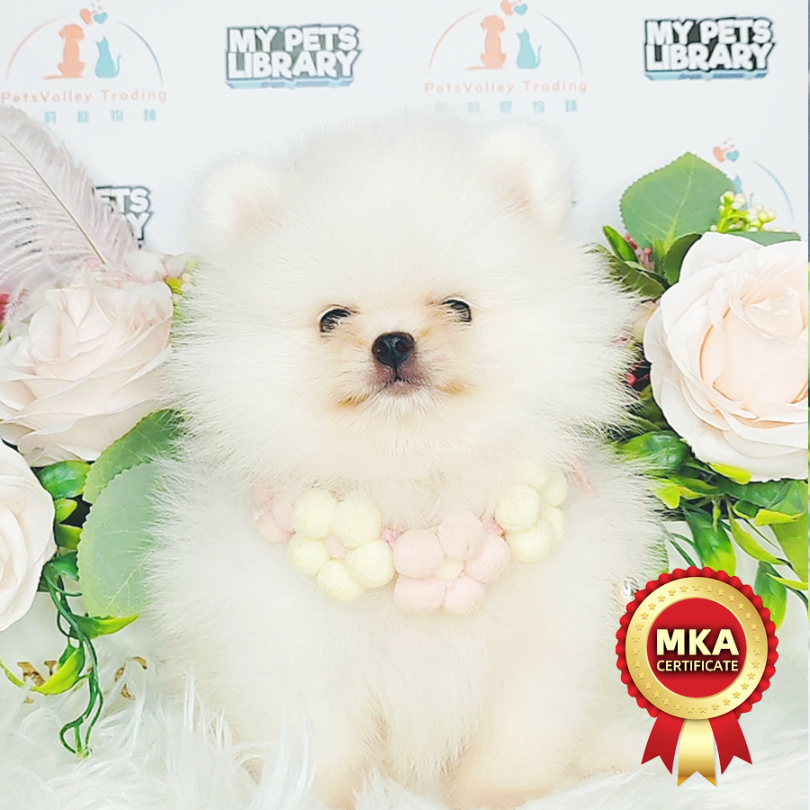MKA Tiny Pomeranian Puppy (Female) For Sale