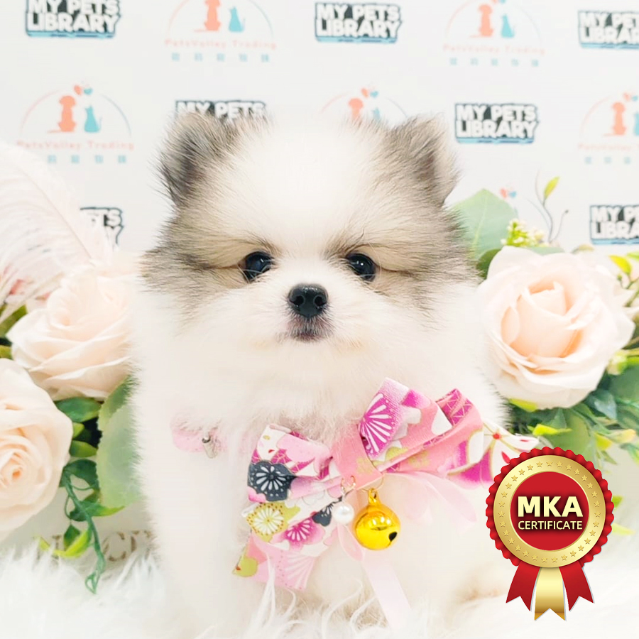 MKA Tiny Pomeranian Puppy (Male) For Sale
