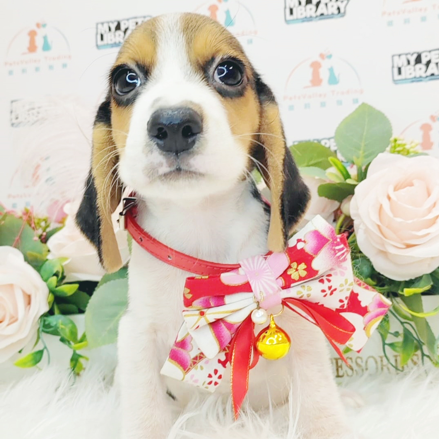 Beagle Puppy (Male) For Sale