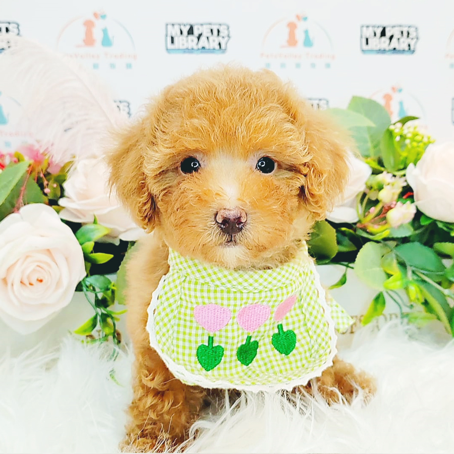 Tiny Toy Poodle Puppy (Female) For Sale