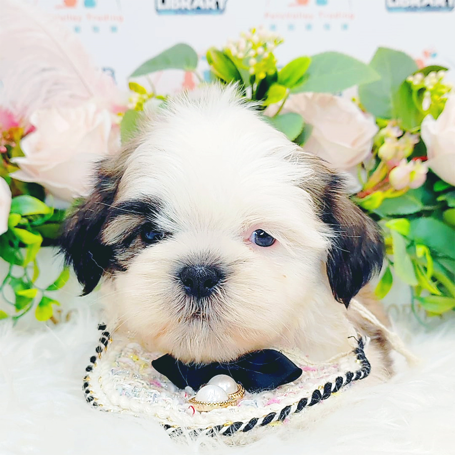Shih Tzu Puppy (Male) For Sale