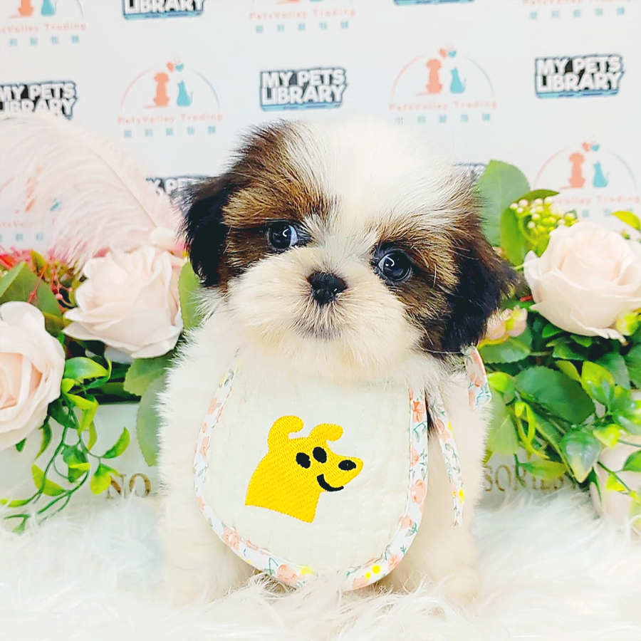 Shih Tzu Puppy (Female) For Sale