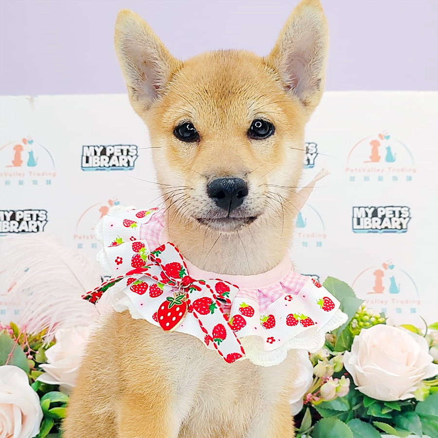 Shiba Inu Puppy (Male) For Sale