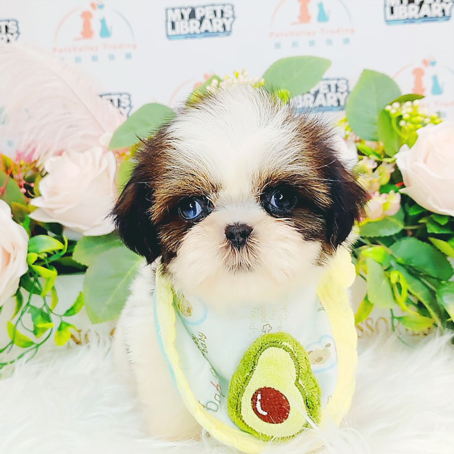 Shih Tzu Puppy (Female) For Sale