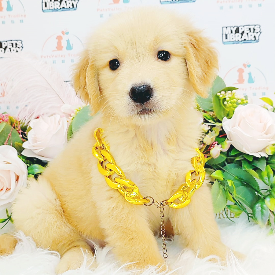 Golden Retriever Puppy (Female) For Sale