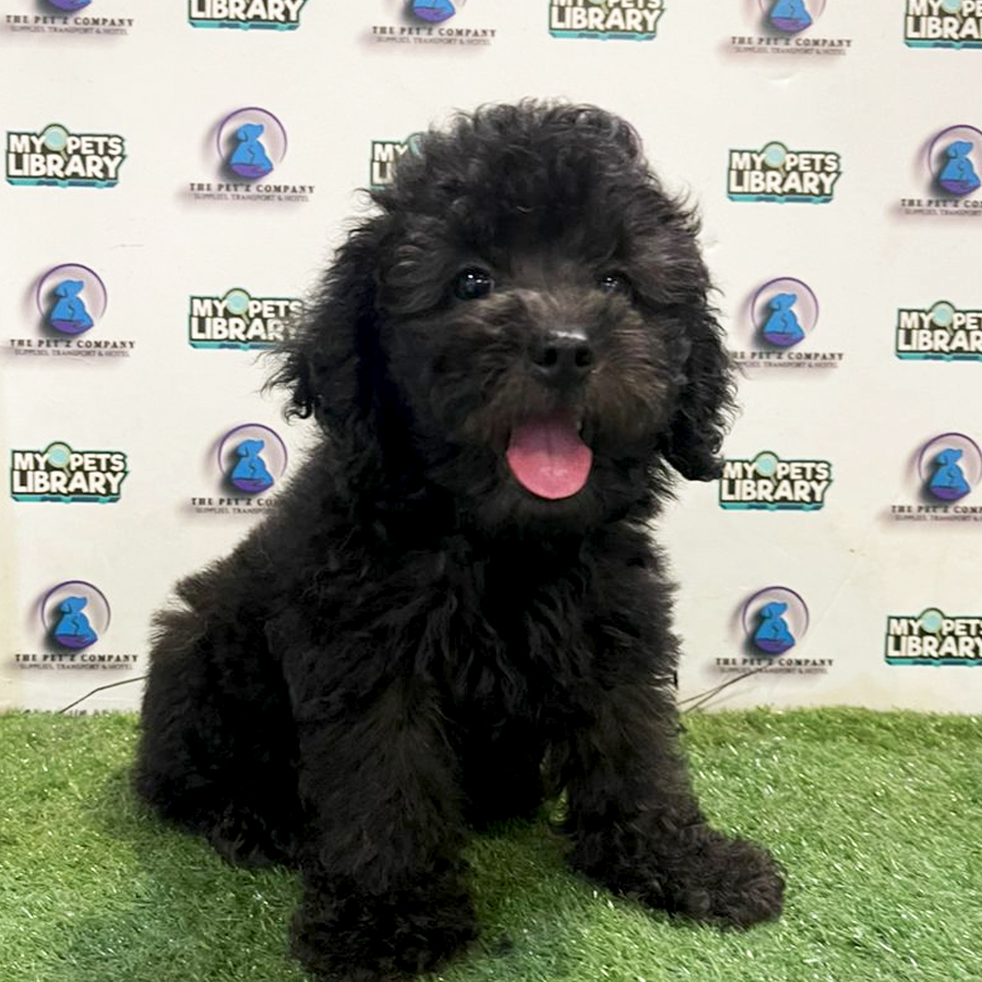 Toy Poodle Puppy (Male) For Sale