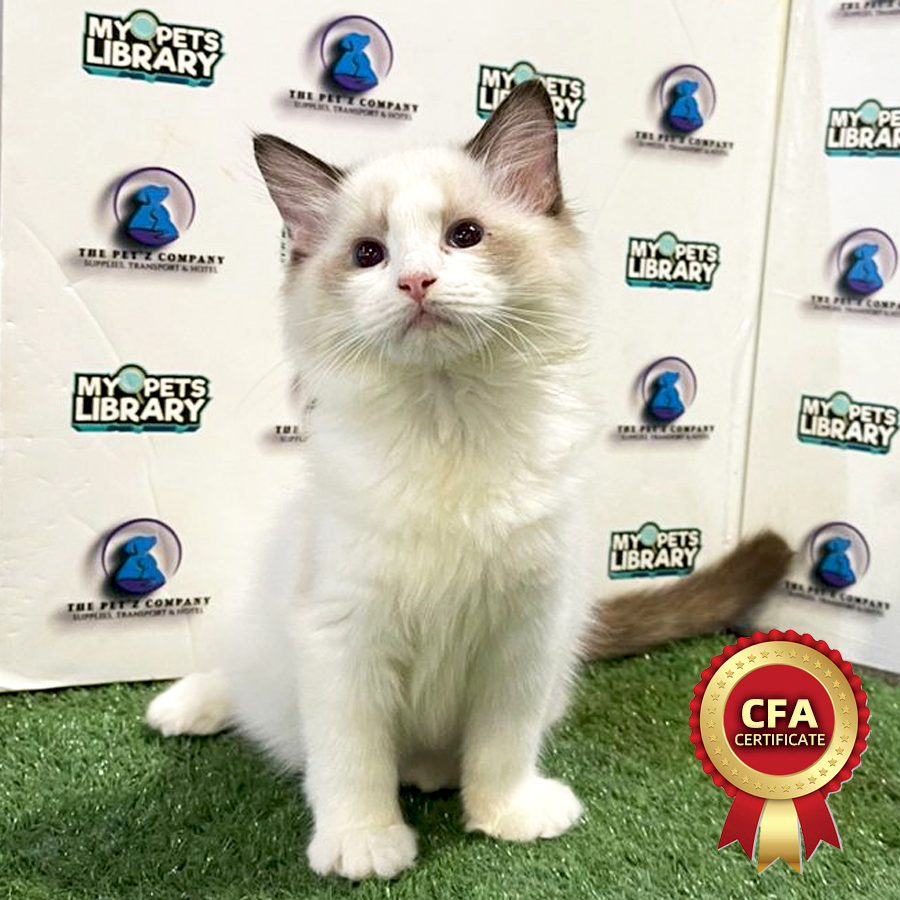 CFA Ragdoll Kitten (Female) For Sale