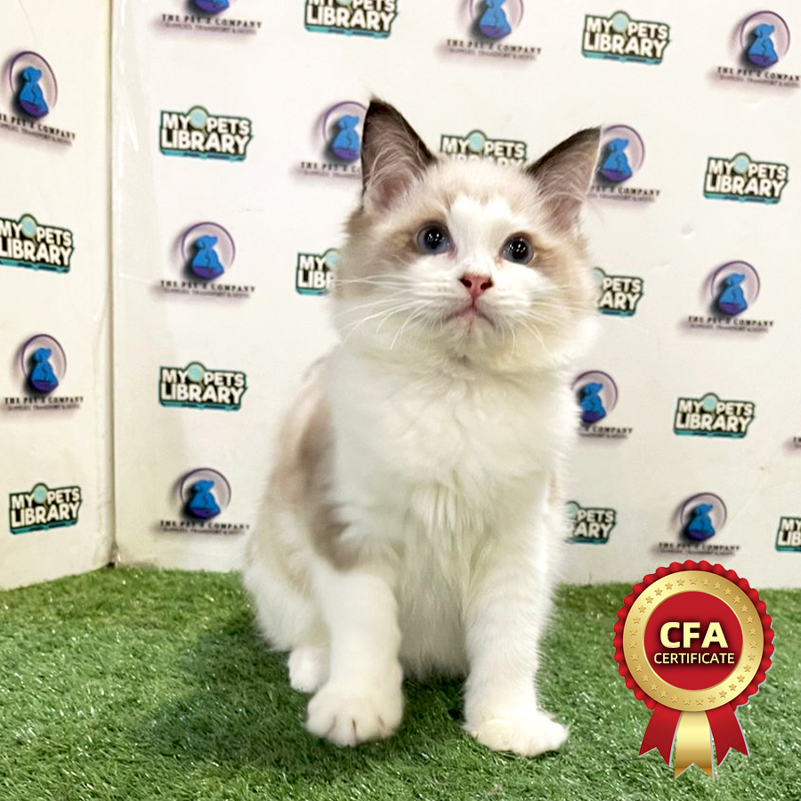 CFA Ragdoll Kitten (Female) For Sale