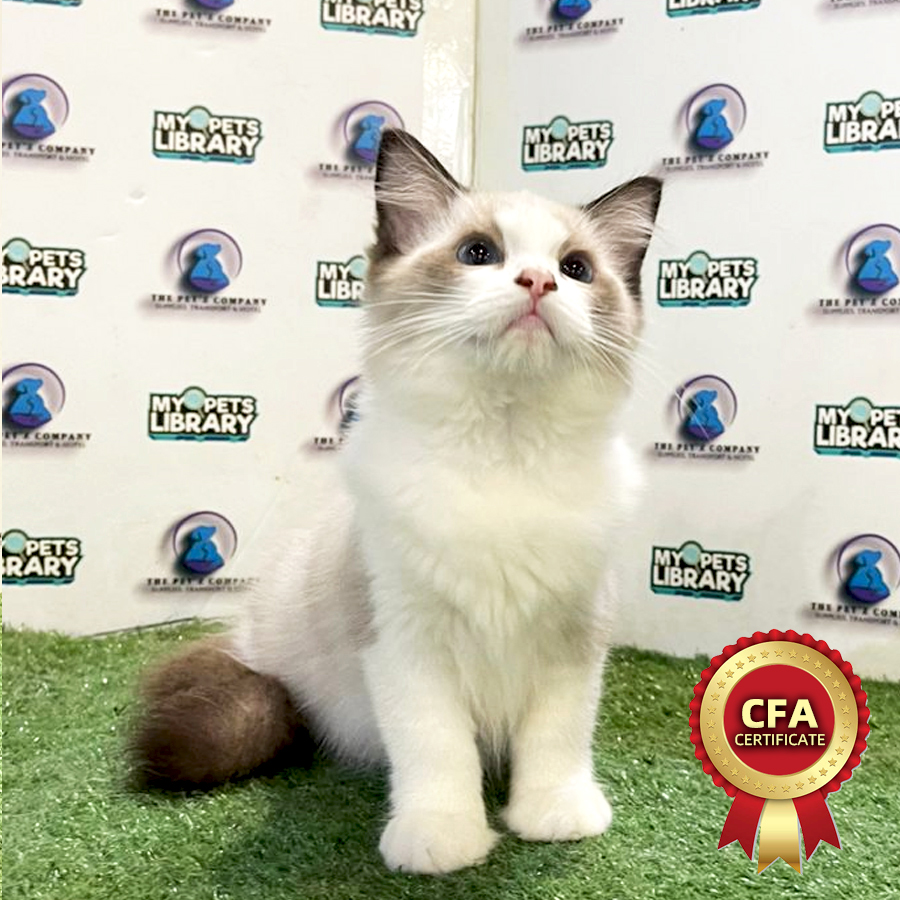CFA Ragdoll Kitten (Female) For Sale