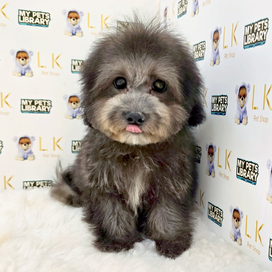 Toy Poodle Puppy (Male) For Sale