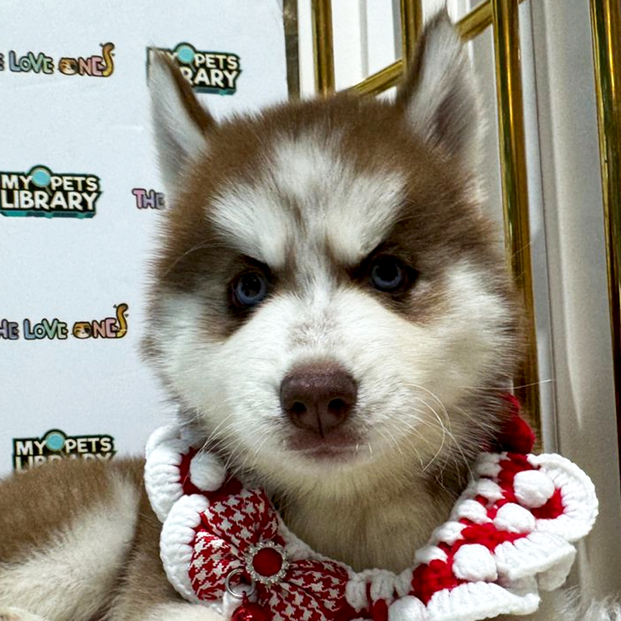 Wooly Husky Puppy (Female) For Sale