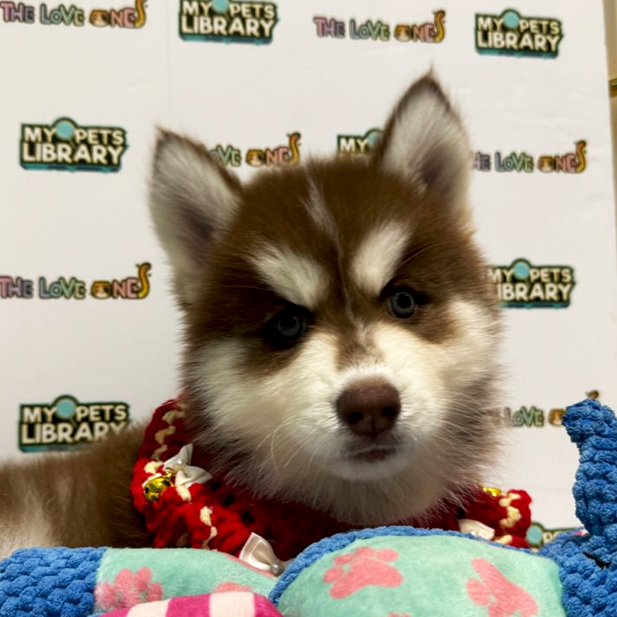 Wooly Husky Puppy (Female) For Sale