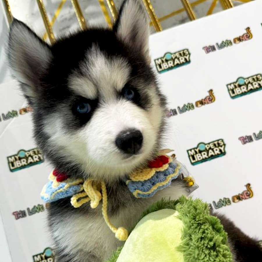 Wooly Husky Puppy (Female) For Sale