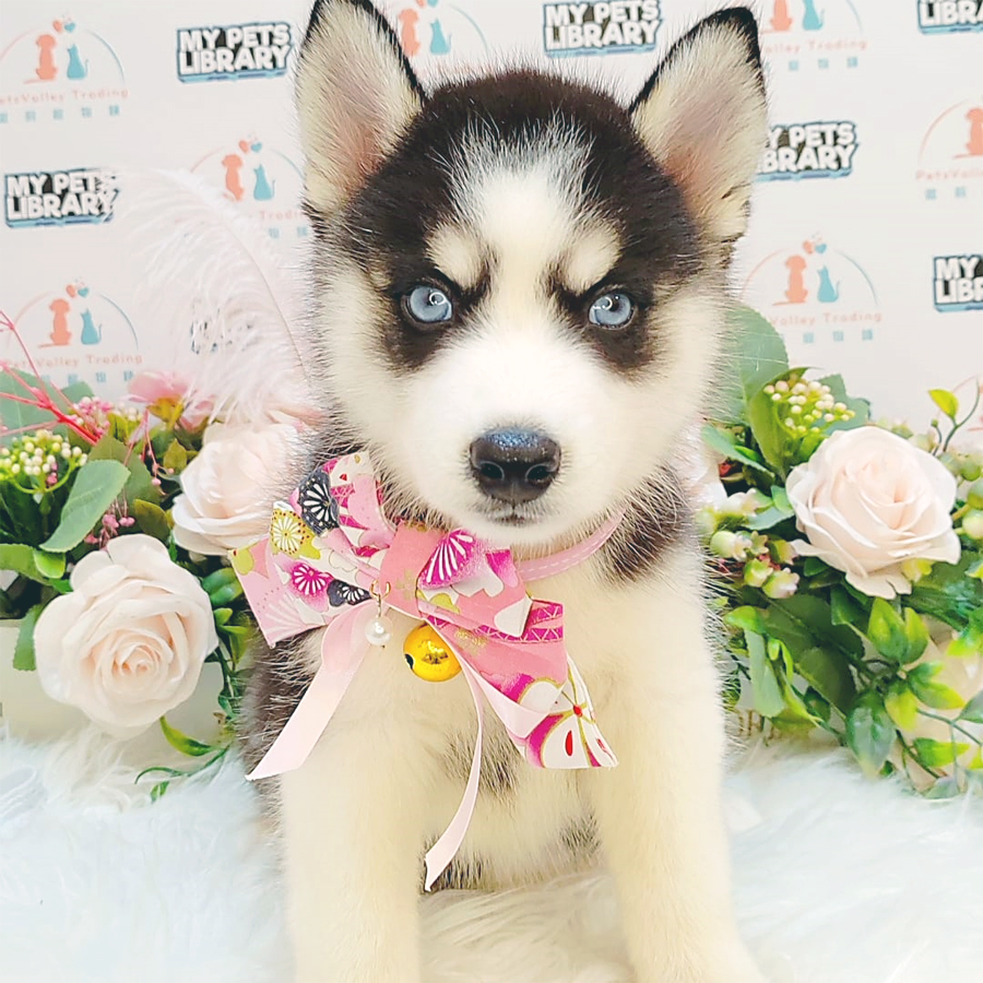 Alaskan Husky Puppy (Female) For Sale
