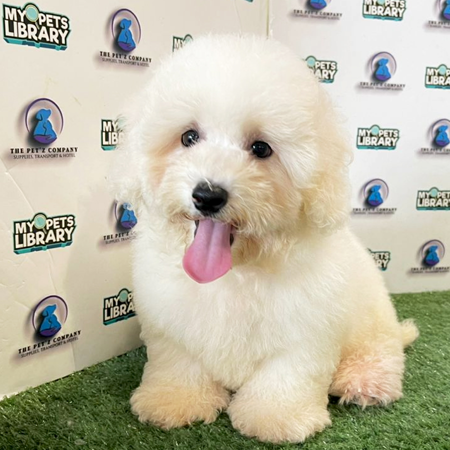 Bichon Puppy (Male) For Sale