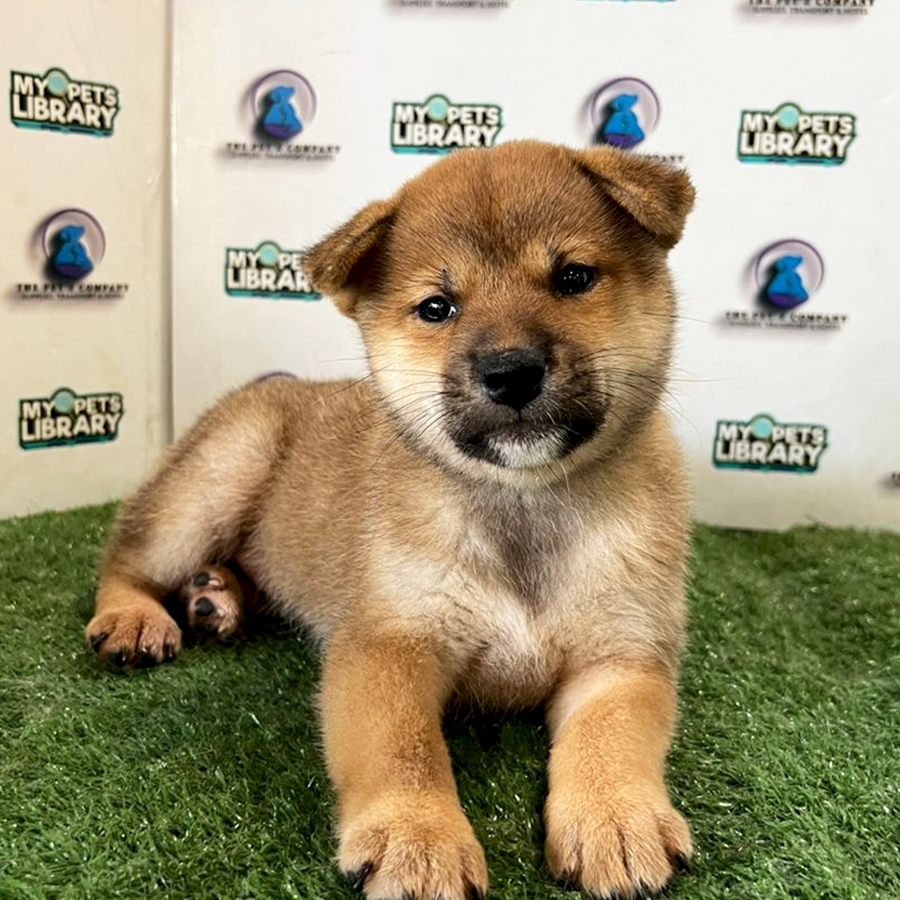 Shiba Inu Puppy (Female) For Sale