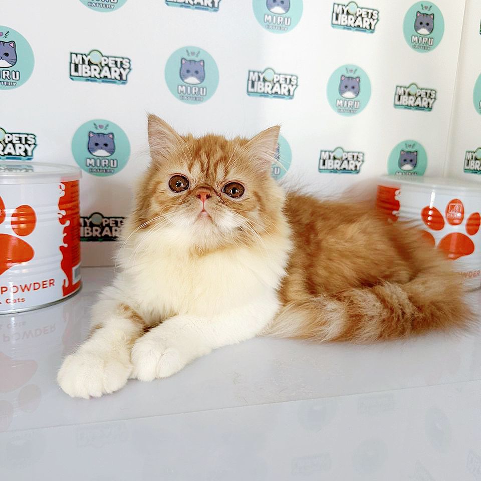 Exotic Persian Kitten (Female) For Sale