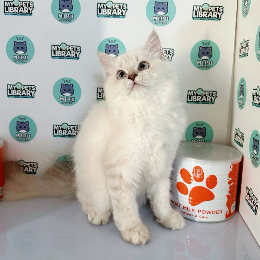 Himalayan Persian Kitten (Female) For Sale