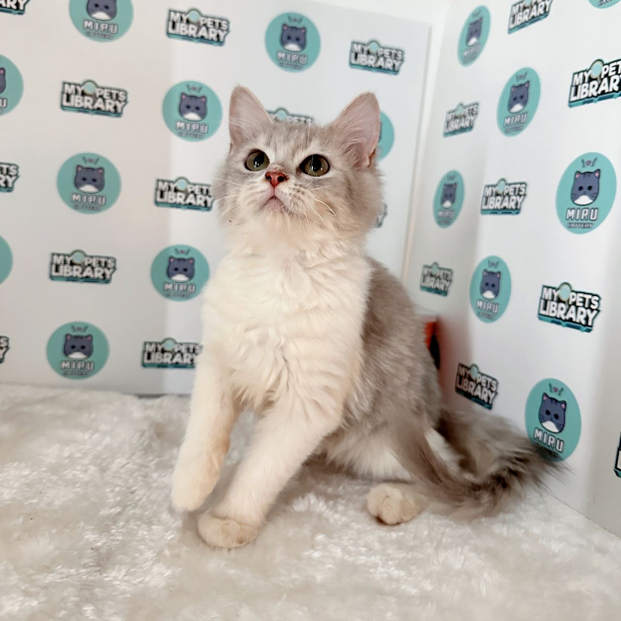 American Curl Kitten (Female) For Sale