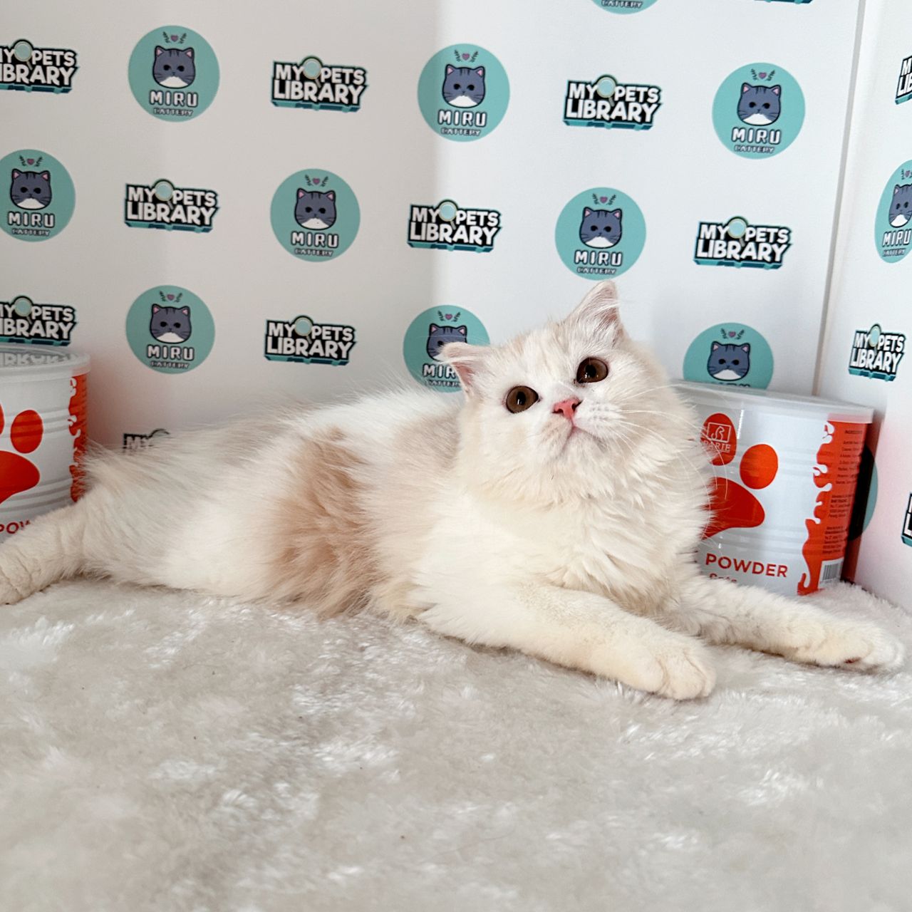 Scottish Persian Kitten (Male) For Sale