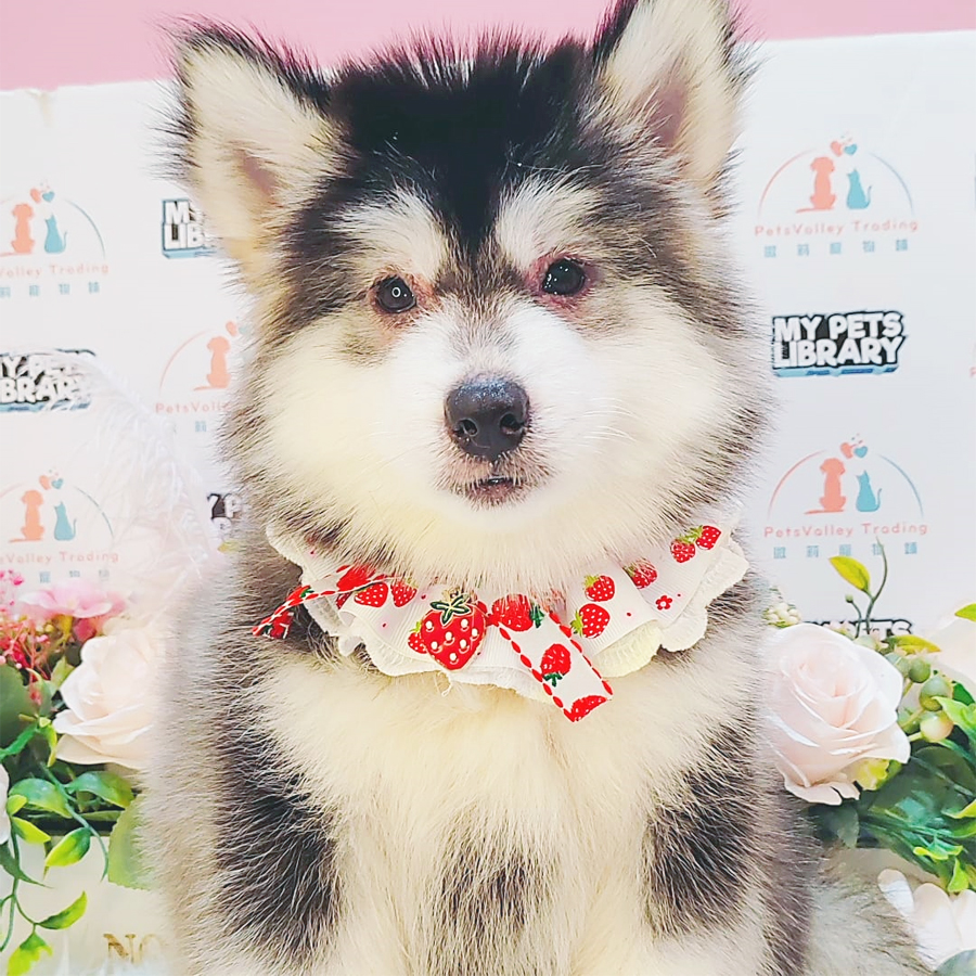 Wooly Husky Puppy (Female) For Sale