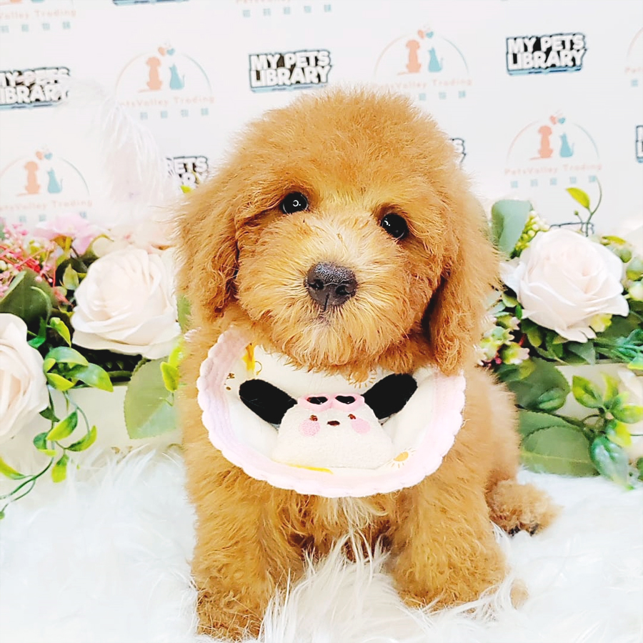 Tiny Poodle Puppy (Male) For Sale