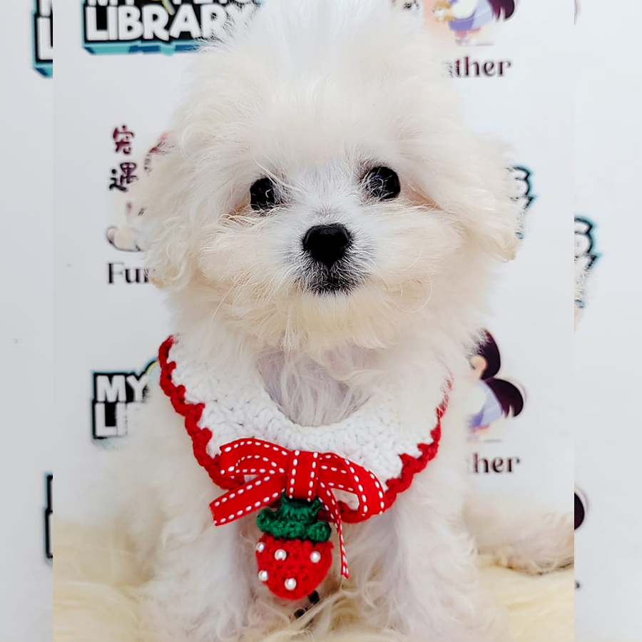 Bichon Puppy (Female) For Sale